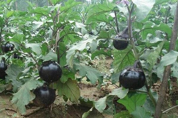 茄子種子催芽方法