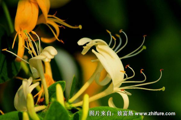 2018種金銀花賺錢嗎？金銀花種植的利潤(rùn)與投資成本及前景預(yù)測(cè)