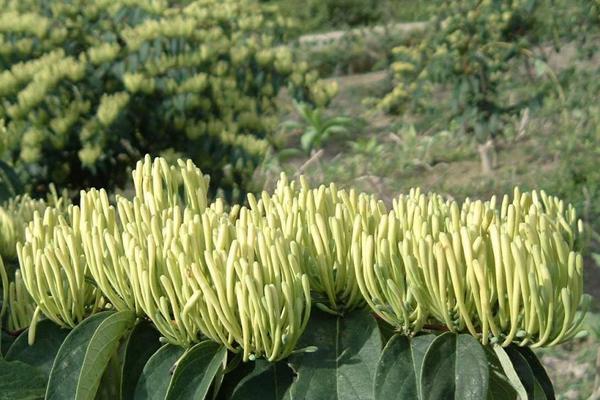 2018種金銀花賺錢嗎？金銀花種植的利潤與投資成本及前景預測