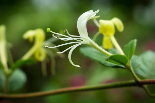 2018種金銀花賺錢嗎？金銀花種植的利潤與投資成本及前景預測
