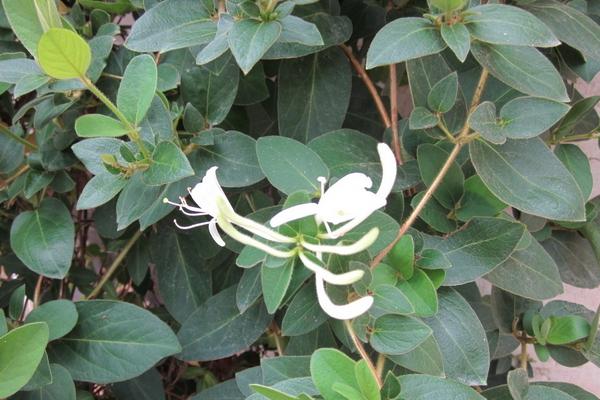 2018種金銀花賺錢嗎？金銀花種植的利潤與投資成本及前景預測