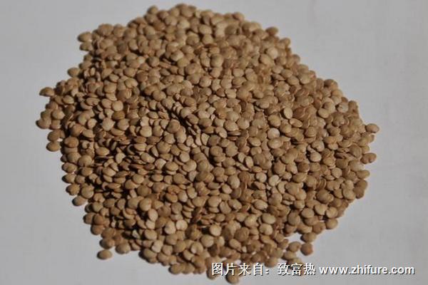 茄子種子什么品種好