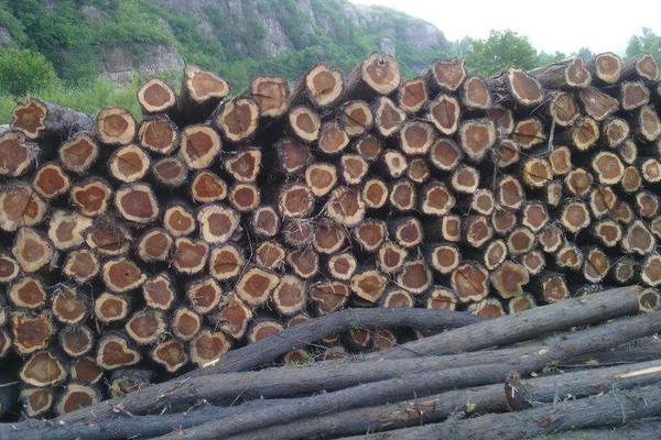 香椿木是幾等木材