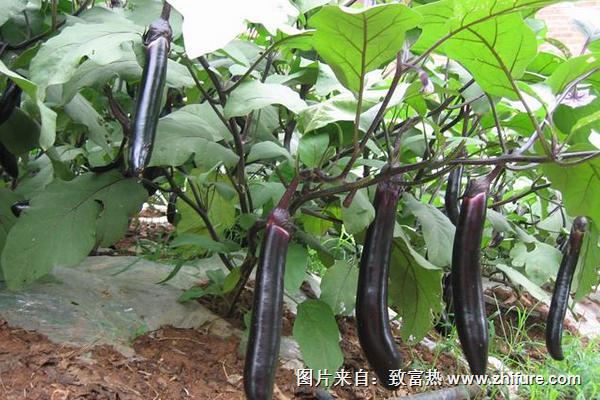 茄子種子怎么種