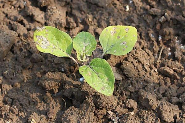 茄子種子怎么種