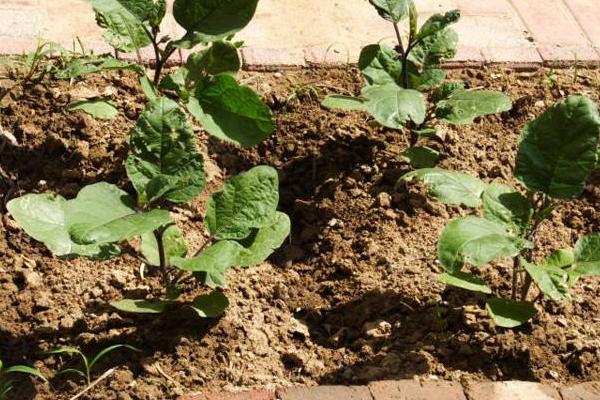 茄子種子怎么種