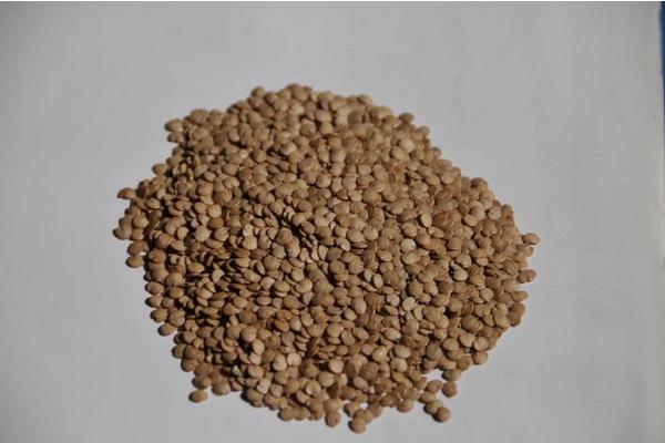 茄子種子怎么種