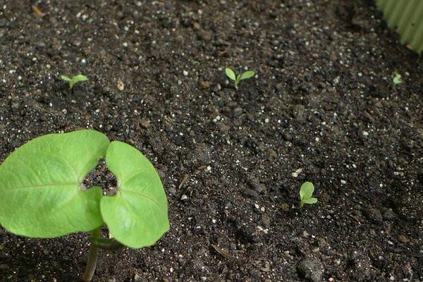 茄子種子怎么種