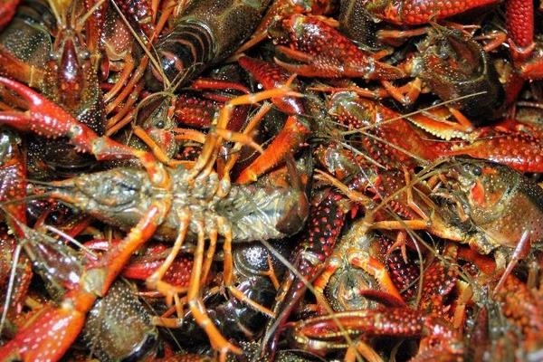 潛江養(yǎng)殖小龍蝦再次獲得豐收