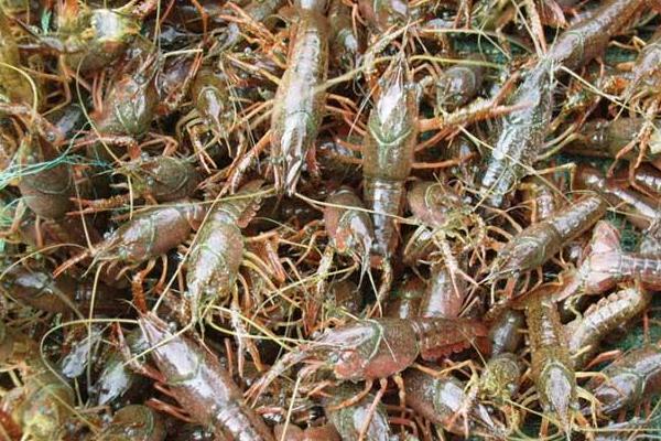 潛江養(yǎng)殖小龍蝦再次獲得豐收