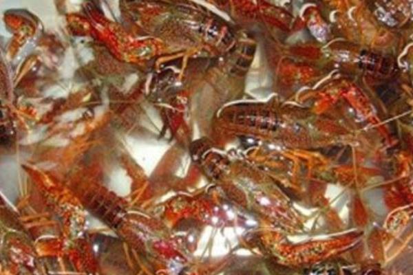 潛江養(yǎng)殖小龍蝦再次獲得豐收