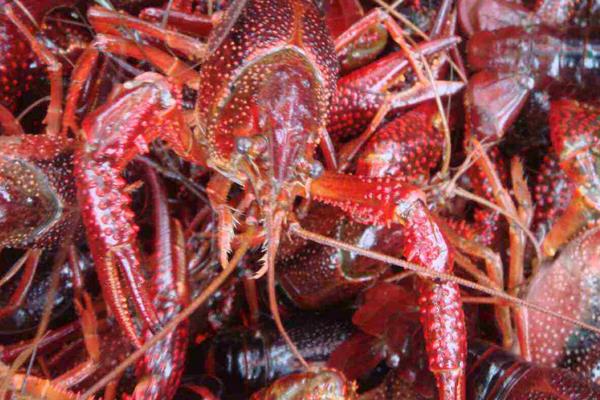 潛江養(yǎng)殖小龍蝦再次獲得豐收