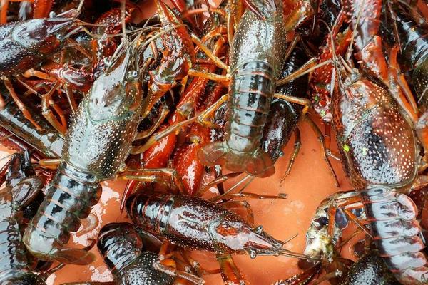 潛江養(yǎng)殖小龍蝦再次獲得豐收