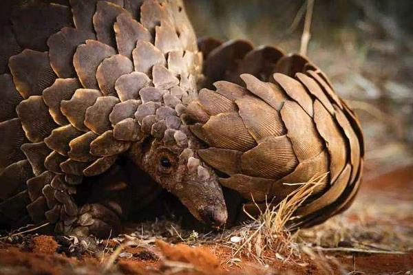 穿山甲養(yǎng)殖需要注意哪些