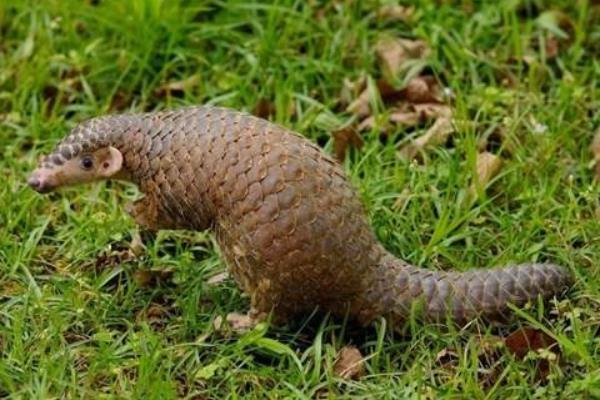 穿山甲養(yǎng)殖需要注意哪些