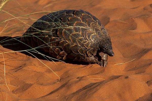 穿山甲養(yǎng)殖需要注意哪些