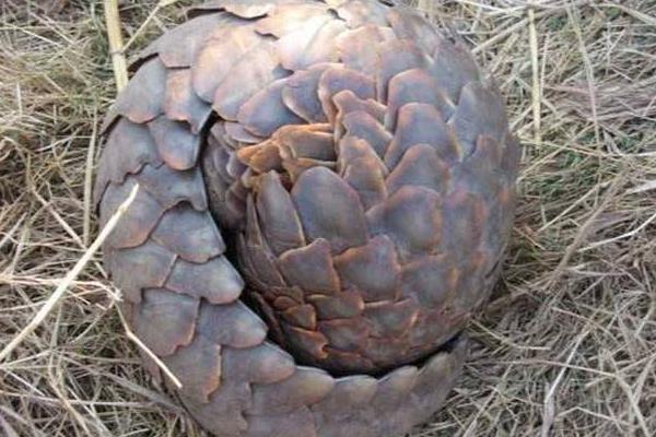 穿山甲養(yǎng)殖需要注意哪些