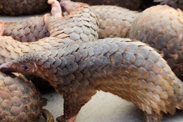 穿山甲養(yǎng)殖需要注意哪些