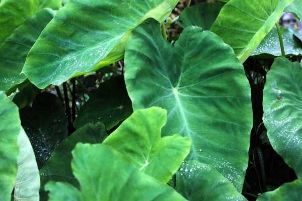 芋頭“芋瘟”的綜合防治