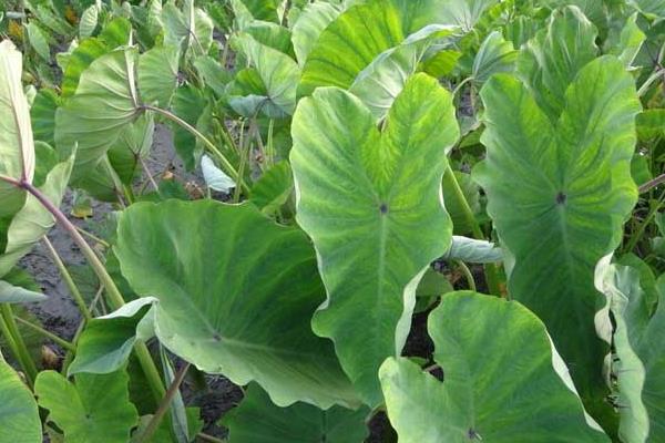 芋頭“芋瘟”的綜合防治