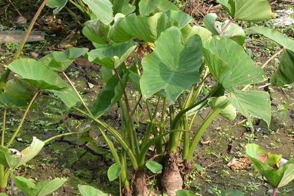 芋頭“芋瘟”的綜合防治