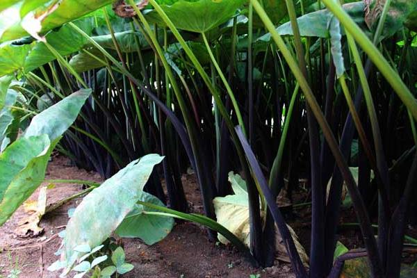 芋頭“芋瘟”的綜合防治