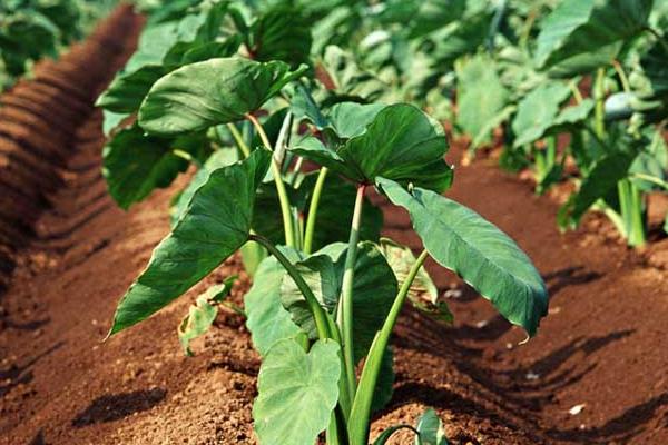 芋頭“芋瘟”的綜合防治