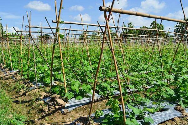 搞農業哪些項目是不用交稅的？