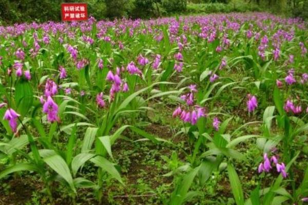 搞農業哪些項目是不用交稅的？