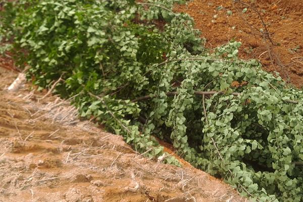 搞農業哪些項目是不用交稅的？