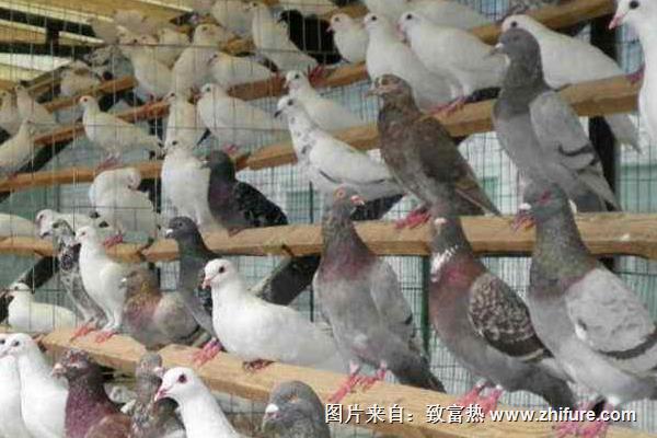 養鴿子成本