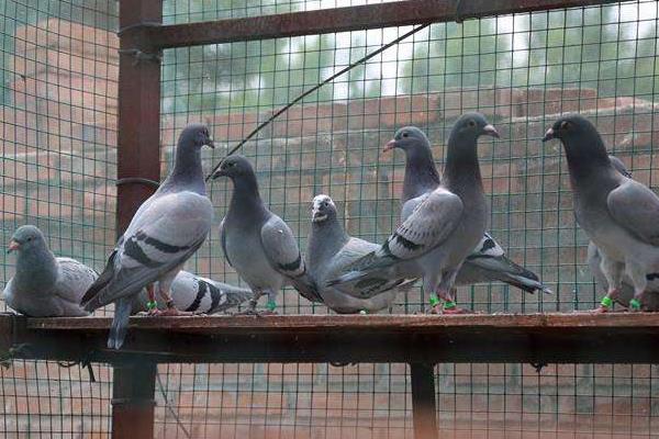 養(yǎng)鴿用品
