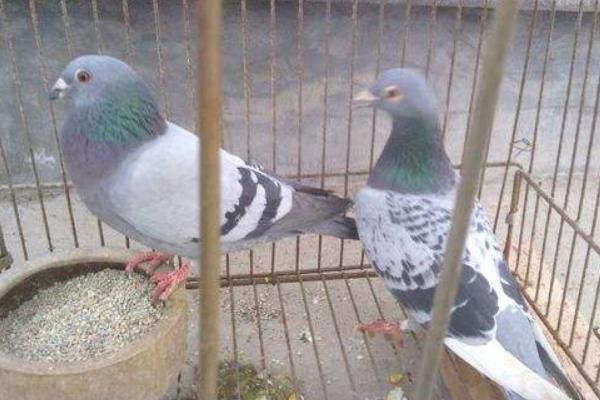 養(yǎng)鴿子成本
