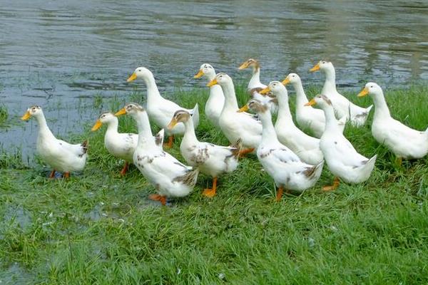 養(yǎng)鴨怎么養(yǎng)才好？鴨病怎么防治？