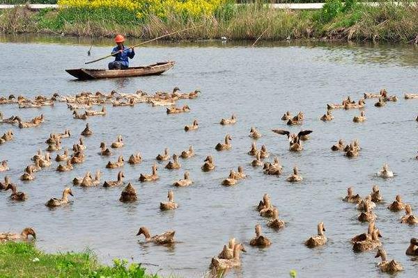 養(yǎng)鴨怎么養(yǎng)才好？鴨病怎么防治？