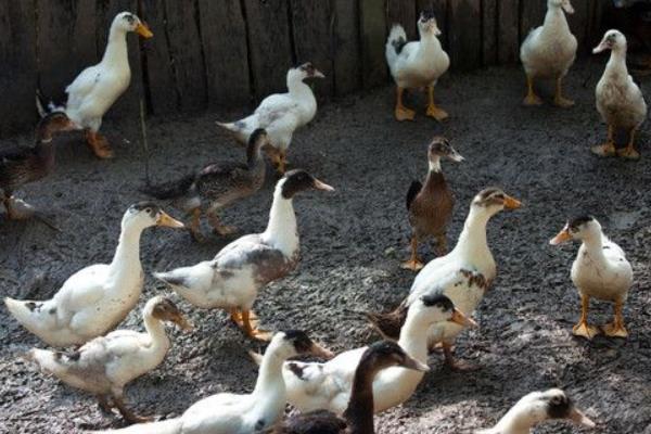 養(yǎng)鴨怎么養(yǎng)才好？鴨病怎么防治？