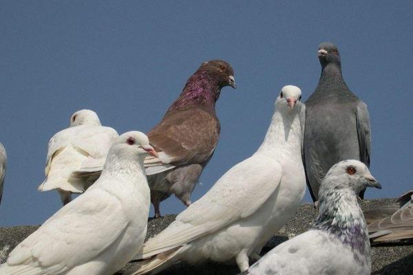 養(yǎng)鴿子成本