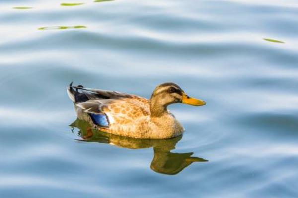 養(yǎng)鴨怎么養(yǎng)才好？鴨病怎么防治？