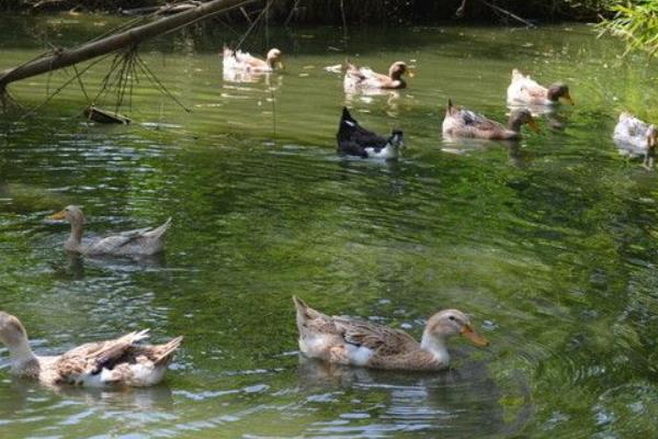 養(yǎng)鴨怎么養(yǎng)才好？鴨病怎么防治？