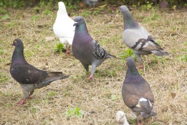 養(yǎng)鴿子成本
