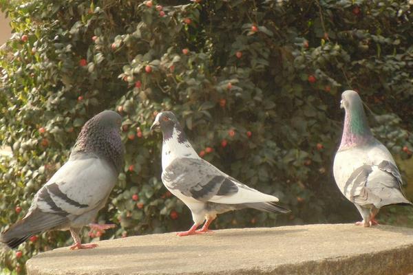 養(yǎng)鴿子成本