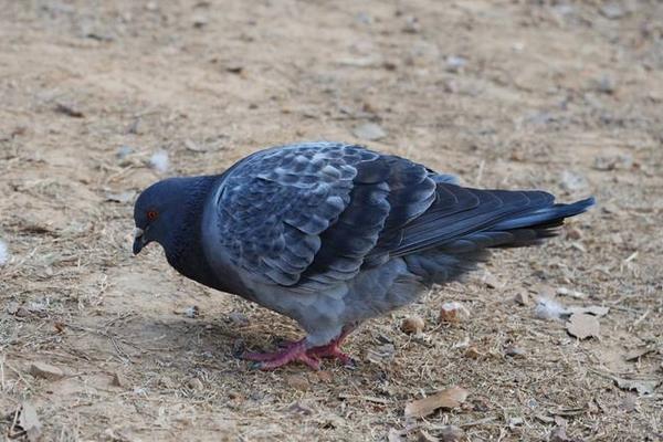 養(yǎng)鴿子成本