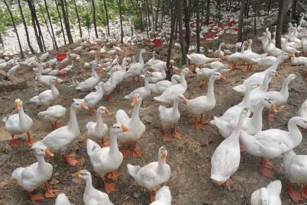 養(yǎng)鴨怎么養(yǎng)才好？鴨病怎么防治？