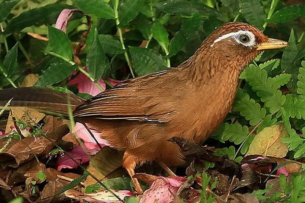 養殖畫眉鳥的體外寄生蟲病的防治