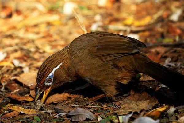 養殖畫眉鳥的體外寄生蟲病的防治