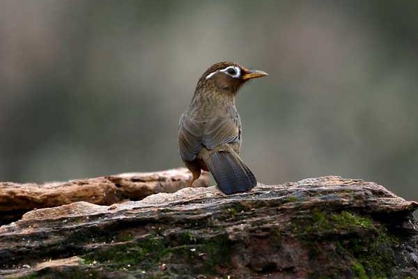 養殖畫眉鳥的體外寄生蟲病的防治