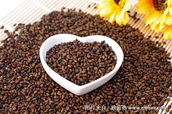 2018種決明子賺錢嗎？決明子種植的利潤與投資成本及前景預測