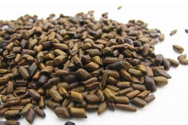 2018種決明子賺錢嗎?決明子種植的利潤與投資成本及前景預(yù)測