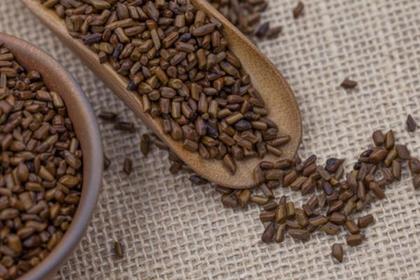 2018種決明子賺錢嗎?決明子種植的利潤與投資成本及前景預(yù)測