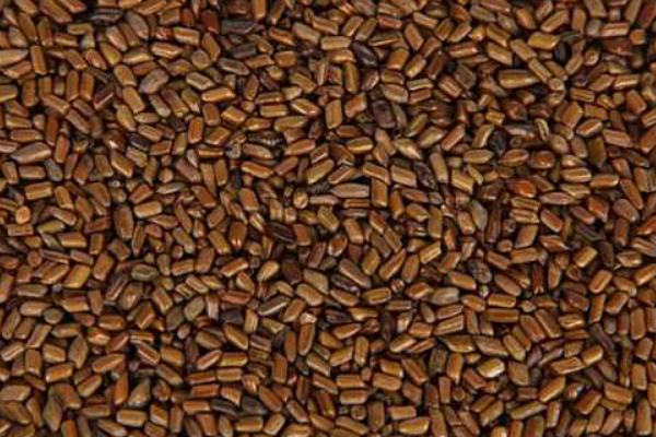 2018種決明子賺錢嗎?決明子種植的利潤與投資成本及前景預(yù)測